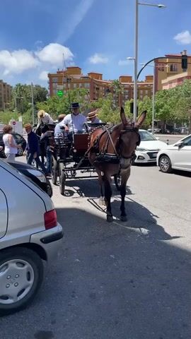 A mule pulls a carriage with several people in it down a street. The mule is brown with long ears and wearing a harness. The carriage is brown and has four wheels. Two men are sitting in the front of the carriage, and two people are sitting behind them. The men are wearing hats and white shirts. The people in the background are blurred. There are cars parked on the side of the road. The buildings in the background are tall and orange. The sky is blue with white clouds.