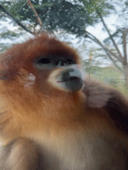Zoo visitor observes golden monkeys and panda in Chenghua