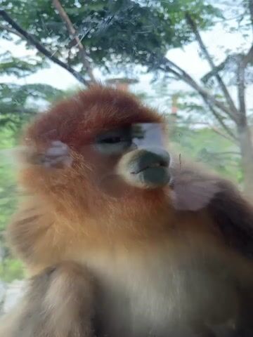 A video shows a close-up of a golden snub-nosed monkey behind a glass pane. The monkey has dense, reddish-orange fur and a pale face with a protruding, bluish nose. The monkey's eyes are dark, and its teeth are visible, peeking from its mouth. The background outside the glass is blurred, showing trees and greenery. The camera is static and focused on the monkey's face. There are some smudges and reflections on the glass.