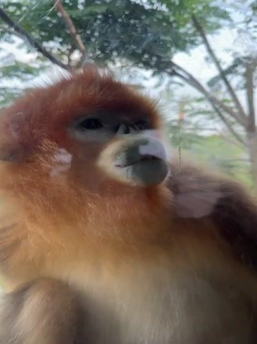 Zoo visitor observes golden monkeys and panda in Chenghua