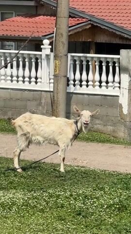 The video captures a white goat tethered in a grassy area in Tsenovo, Bulgaria. The goat has a dark collar and a leash. Initially, it faces the camera, appearing to bleat, then turns its head to the right and stands looking forward. In the background, a concrete fence with white balustrades is visible, along with part of a house featuring a red tiled roof. A concrete utility pole stands near the fence, bearing a yellow sign with the numbers "550" written on it. The ground in the foreground is covered with green grass dotted with small white flowers, bordering a dirt path. The scene is brightly lit, suggesting it is daytime.