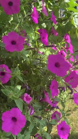 The media file is a close-up, handheld video of blooming petunias. The flowers are a vibrant mix of fuchsia and deep purple, with some lighter pink blooms interspersed. They are growing in a lush, green environment, with out-of-focus leaves and branches suggesting a garden setting. The lighting indicates it is daytime, possibly late morning or early afternoon, with soft sunlight filtering through the foliage. The petunias are in various stages of bloom, with some fully open and others still unfurling. There are also some spent blooms and wilting petals, adding a natural touch to the scene. The camera movement is gentle, panning and tilting slightly to capture the beauty of the flowers. There are no people or text visible in the media file. The overall mood is peaceful and serene, highlighting the natural beauty of the flowers. The location context provided is Chyshky, Ukraine, suggesting this garden may be in that region.