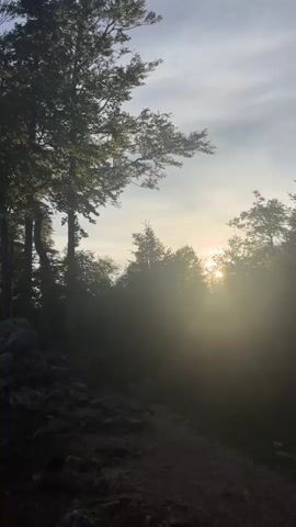 A video begins with a shot of a forest with sunlight streaming through the trees. Rocks are visible in the foreground. The camera pans to the right, showing more trees and rocks. The sun is visible through the trees, casting a warm glow. The video continues to pan across the forest, revealing more of the natural landscape. The shot changes to a closer view of a tree trunk, with green leaves and some yellowing leaves visible. The video ends with a shot of the tree trunk and branches.
