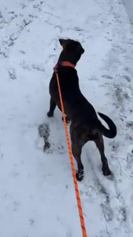A dog is on a leash standing in the snow. The dog is primarily black with some brindle markings, and it is wearing an orange collar and leash. The dog appears to be standing on the edge of a road or sidewalk covered in snow. The environment seems to be outdoors, possibly on the side of a road. The camera is positioned behind and slightly to the side of the dog.