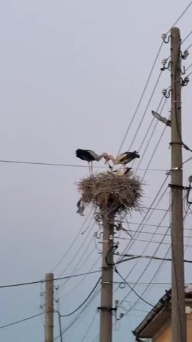 Two adult storks are in a large nest built on top of a telephone pole. Several young storks are visible in the nest. The adult storks are feeding the young storks. The nest is made of branches and other materials. The sky is overcast. There are electrical wires running across the frame.
