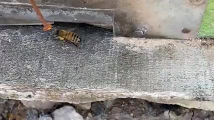 A close-up video shows a single bee carrying pollen as it moves along a gray, rough surface under some metal material. The bee then disappears into a gap in the material. A rusty nail protrudes from the gap where the bee entered. The background consists of small rocks and soil.