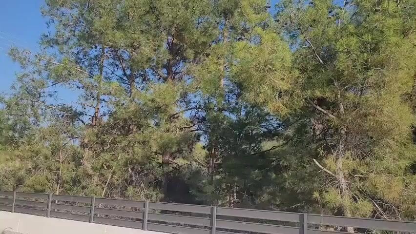 A horizontal video pans across a grove of tall pine trees with a clear blue sky in the background. A dark metal fence runs horizontally across the bottom of the frame, suggesting a barrier or boundary. The trees are dense with green needles and some appear to have cones. In the distance, behind the trees, there are glimpses of buildings, indicating a semi-urban or suburban environment. The sunlight suggests it is daytime. There are no people or animals visible in the video.