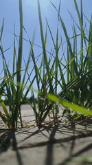 Grass breaking through pavement cracks on a sunny Kremenchuk morning
