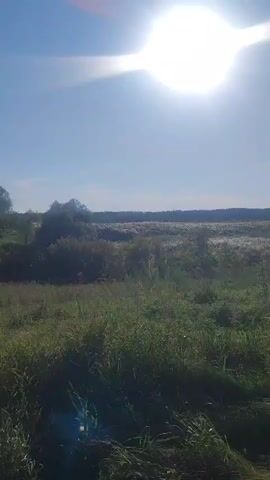 This is a vertical video of a sunny, rural landscape. The sun is high in the bright blue sky, casting a glare on the lens. In the foreground, tall green grass and other vegetation are visible. In the mid-ground, there is a field of white wildflowers or seed heads, interspersed with green bushes and trees. In the background, a line of trees forms the horizon. The camera is static, and there are no people or animals visible. The overall impression is one of a peaceful, sun-drenched day in the countryside.