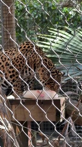 A jaguar eats a block of meat on a wooden platform inside a wire cage.  The camera zooms in on the jaguar's face as it gnaws on the meat. A leafy palm frond is visible behind the cage.
