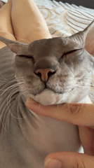 Person pets relaxed hairless cat in Izhevsk apartment