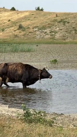 A dark brown cow with lighter brown stripes stands in shallow water. It wears a yellow tag on its ear and a bell around its neck. The cow lowers its head towards the water. The background is a dry, grassy hillside with some green vegetation in the middle ground. The water appears murky and still.