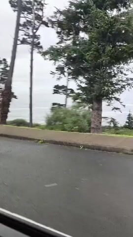 The video shows a view from a vehicle moving along a road. The road is paved and has a white line marking the lane. On the left side of the road, there is a sidewalk or shoulder with some grass and trees. Beyond the sidewalk, there is a body of water, likely the ocean, with waves visible. Tall trees with dark green foliage are scattered along the coastline. The sky is overcast with clouds.

In the first few seconds, a tall, slender tree with a rough, textured trunk is prominent.

Around the 0:01 mark, a construction trailer with orange cones and a portable traffic sign is visible on the side of the road.

At approximately 0:02, a dark blue pickup truck drives by in the opposite direction. The truck appears to be a Ford Bronco or similar older model, with large tires.

The video continues with more views of trees and the ocean, emphasizing the natural coastal environment. The overall atmosphere is somewhat muted due to the cloudy weather.