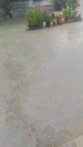 The video shows a courtyard or patio during a heavy rainstorm. The ground is wet and appears to be flooded in some areas. There are several potted plants arranged in a line, some with colorful flowers. In the background, there is a green tarp stretched over a frame, and some trees and other foliage. The rain is visible as streaks falling from the sky. The overall impression is of a garden area experiencing a downpour.