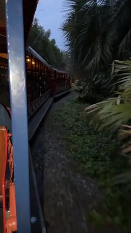 The video shows the view from the side of a train as it travels through a vegetated area at dusk. The train cars are red with illuminated windows. The tracks are visible, with gravel and green foliage on either side. Large palm fronds and other dense green plants line the right side of the tracks, obscuring the background. The sky is a dusky blue, indicating the approaching night.