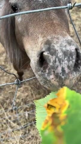 The video shows a close-up of a pony's nose and mouth as it eats a green leaf. The pony has a spotted coat. The pony is behind a wire fence. A blurry green leaf is in the foreground. The background is dry grass.