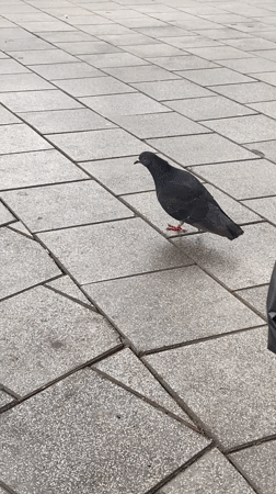 Early morning scenes captured across Tel Aviv neighborhoods