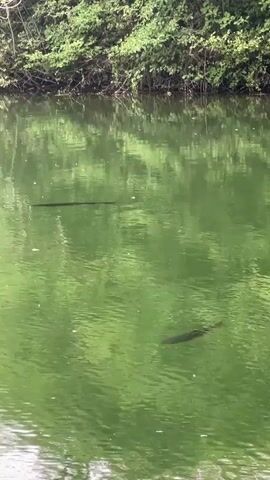 Two long, dark fish swim in murky green water. The fish are positioned diagonally in the frame, with one closer to the foreground and the other further back. The water's surface is rippled, reflecting the green foliage of trees that line the far bank of the body of water. The bank on the near side of the water is composed of lighter-colored stones or gravel.