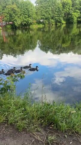 A group of mallard ducks are swimming in a calm lake. The ducks are dark brown with black beaks. They are swimming in a loose formation, with one duck leading the group. The water is reflecting the sky and the surrounding trees, indicating a bright, possibly sunny day. The background consists of lush green trees, suggesting a natural, possibly forested, environment. The shore in the foreground is covered with tall green grass and some dirt. There is also a wooden structure visible in the distance on the left side of the lake, possibly a bridge or a small pier. The overall scene is serene and peaceful, with the ducks enjoying their time in the water. The image appears to be taken during daylight hours, possibly late morning or afternoon, given the brightness and the reflections on the water. There is no visible text in the media file.