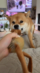 Shiba Inu playtime with stuffed toys in Bulgarian apartment