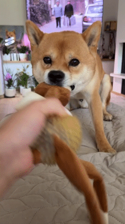 Shiba Inu playtime with stuffed toys in Bulgarian apartment