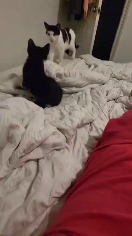 The scene shows a bed with a wrinkled gray comforter and a person lying on it, wearing red clothing. On the bed, two cats, one black and one black and white, are interacting. The black cat initially stands, then jumps, possibly at the other cat. The black and white cat stands, and then they seem to be playing or grooming each other. The black cat sits. The background includes a white wall and a partly open door with clothing hanging nearby. The lighting is indoor and appears to be artificial. The camera is relatively still, likely held by the person on the bed.