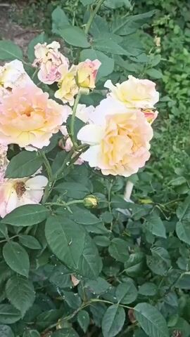 The video shows a close-up of a rose bush with several flowers in various stages of bloom. The roses are a mix of pale pink, peach, and yellow colors. Some of the flowers are fully open, revealing their intricate petals, while others are still in bud or have begun to wilt. The leaves of the rose bush are a deep green, and some appear to have white spots, possibly due to a pest or disease. The background is blurred but suggests an outdoor setting with more greenery and some brown earth visible. The camera is slightly shaky, suggesting it was held by hand. The lighting appears to be natural daylight, casting soft shadows on the flowers and leaves. There are no people or animals visible in the video. The focus is primarily on the details of the roses, their textures, and the play of light and shadow on their petals. The video captures a moment in time, showcasing the natural beauty and the life cycle of the rose bush.
