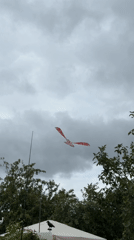Coots, kites, and scarecrows on a gray overcast morning