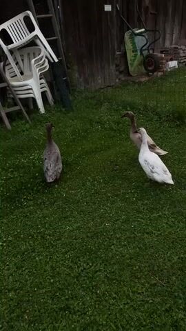 Three ducks are standing on a grassy area in a backyard. One duck is grey, one is light brown, and the third is white. They are facing away from the camera, standing still on the green clover-covered grass. In the background, there is a stack of white plastic chairs leaning against a wooden ladder on the left. To the right, a wooden fence or shed is visible, with a green wheelbarrow parked next to it. A wire fence separates the grassy area from the background elements. The scene appears to be a residential backyard in Graz, Austria, during the daytime with diffused light.