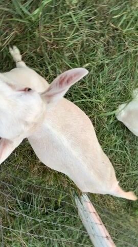 This video provides a close-up, overhead perspective of a white goat in a grassy outdoor enclosure. The goat's head is angled towards the camera, with its mouth slightly open, revealing a pink tongue and dark speckles on its muzzle. Its eyes are open and dark. The goat's body is mostly visible, lying down on the grass, with its hind legs extended. A white fence line is visible in the foreground. The background consists of green grass and possibly other goats further in the distance. The video appears to be filmed in natural daylight.