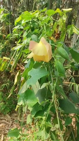 A close-up shot focuses on a single pale yellow flower with pink tinges on its petals. The flower is suspended from a vine with numerous green leaves. The vine curls and twists, with some leaves appearing heart-shaped and others long and slender. In the background, tall, thin stalks, possibly bamboo, are visible. The scene appears to be outdoors, with natural lighting.