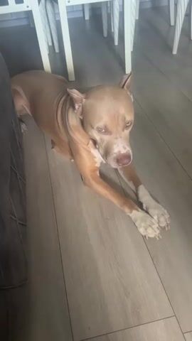 A tan pit bull is lying on a wooden floor, near a dark couch on the left. The dog's front paws are crossed. In the background, there are white chairs. The dog looks to its right and then lowers its head to rest on its paws.