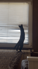Tabby cat's early morning window activities documented in Sofia