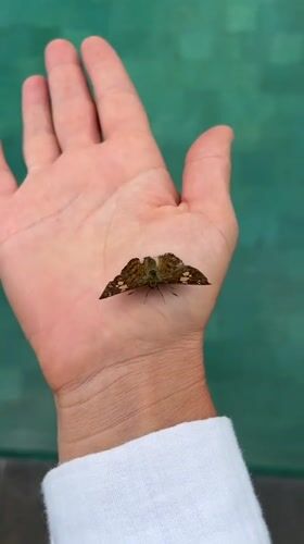 Butterflies and golden retriever at Busungbiu infinity pool overlook