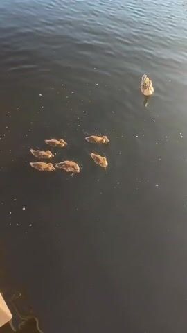 A group of ducklings swim in dark water. They are clustered together, and their mother is swimming ahead of them, slightly to the right. The water is calm, with some ripples. The lighting suggests it is daytime.