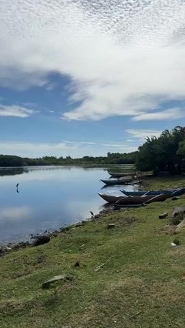 The video shows a serene lake scene. On the right bank, several traditional wooden boats are pulled ashore. The boats are of varying sizes and colors, with some appearing to be more weathered than others. The bank itself is covered in green grass with some scattered debris and rocks. In the distance, a lush green treeline forms the horizon across the lake. The water is calm and reflects the sky, which is a vibrant blue with scattered white, wispy clouds. Two birds, possibly herons, are standing in the shallow water near the left bank. One bird is slightly further from shore than the other. The overall impression is one of tranquility and natural beauty.