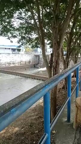The video shows a body of water flowing through a concrete channel with a gate structure in the background, possibly a dam or sluice gate. Trees line the right side of the frame, with their branches casting shadows. A blue metal railing runs along the foreground, separating the viewer from the water. In the distance, a white building with blue trim is visible. There are a few small figures in the water near the gate structure. The overall environment appears to be outdoors, possibly a park or recreational area near a water control facility.