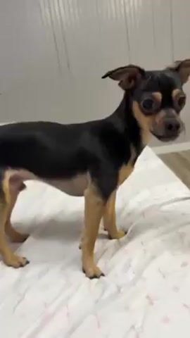 The video shows a small black and tan dog standing on a bed covered with a white sheet patterned with small pink flowers. The dog appears to be a mix or breed of Chihuahua or Miniature Pinscher. After the dog is visible, the camera quickly shifts to the white and pink pillows on the same bed. The background shows a white, vertically-paneled wall and a glimpse of light-colored wooden flooring.