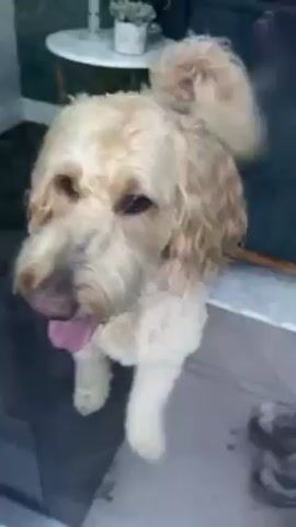 A tan poodle mix stands at the window, panting with its tongue hanging out. It yawns widely, showing its teeth. The dog’s tail wags. The dog looks at the camera and moves closer to the window.