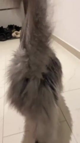 The video shows a fluffy gray cat with a very bushy tail from behind. The cat is standing on a tiled floor and turns its head to look back at the camera. The tail is held high and moves from side to side. In the background, there is a white cabinet or shoe rack and a doorway. The lighting is dim.