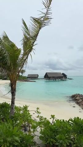 This media file features a serene tropical beach scene, likely in the Maldives, given the presence of overwater bungalows. The primary subjects are the natural elements of the environment and the man-made structures designed to complement them.

The scene is set on a white sandy beach, fringed by lush green foliage in the foreground. A prominent palm tree with its fronds reaching towards the sky is to the left of the frame, adding to the tropical ambiance. Beyond the beach, the turquoise waters of the ocean stretch out, clear and inviting. The water appears calm, with gentle waves lapping at the shore.

In the middle ground, several overwater bungalows are visible, connected by wooden walkways. These structures, with their thatched roofs and dark wooden exteriors, are characteristic of luxury resorts in tropical island destinations. They are built on stilts, extending out over the water, offering a picturesque view. A few rocky outcrops are visible in the water on the right side of the frame.

The activity taking place is subtle, suggesting a moment of quiet observation or relaxation rather than active engagement. The stillness of the water and the general composition of the shot evoke a sense of peace and tranquility.

The time of day appears to be overcast, with a light gray sky dominating the upper portion of the frame. This suggests it could be early morning, late afternoon, or a day with cloud cover. The weather appears calm, with no indication of rain or strong winds, though the palm fronds suggest a gentle breeze.

There is no visible text in this media file. The overall emotion conveyed is one of peacefulness, natural beauty, and secluded luxury.