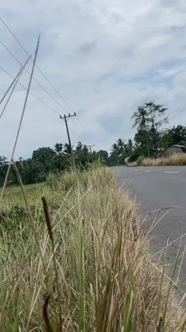 This is a first-person perspective video recording of a roadside. The camera is low to the ground, emphasizing tall grass and foliage. A paved road curves to the right in the background, with telephone poles and lines visible on the left side of the road. There are trees and houses in the distance. The sky is overcast with clouds. The camera moves slightly forward and sideways throughout the recording. There are no people visible in the video.