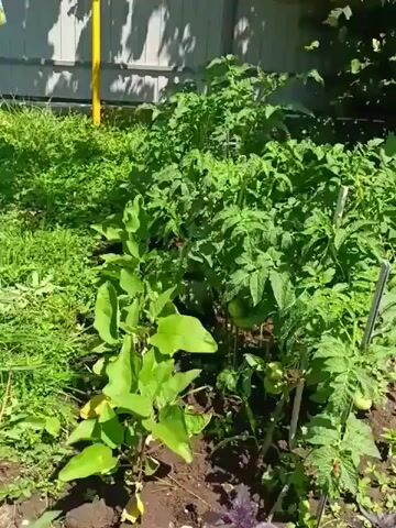 This is a close-up, shaky video of a garden bed. There are several plants, including what appear to be tomato plants with green tomatoes, and eggplant plants with large green leaves. The plants are densely packed and appear to be in good health. The background is out of focus, but shows some greenery and what might be a fence or wall. The lighting suggests it is a sunny day.