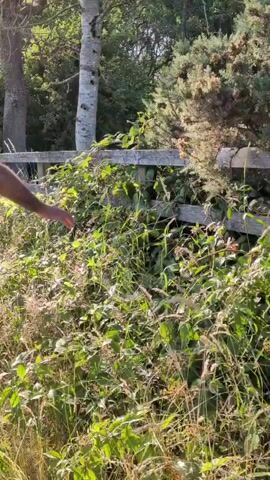 A person's left arm and hand are visible on the left side of the frame. The hand is extended towards a wooden fence that is overgrown with green vines and other vegetation. The fence is made of rough-hewn wooden planks and posts, and it appears to be weathered. Behind the fence, there are trees and foliage. The lighting suggests it is daytime, with sunlight filtering through the leaves. The camera is positioned low and close to the ground, looking up towards the fence and the person's arm.