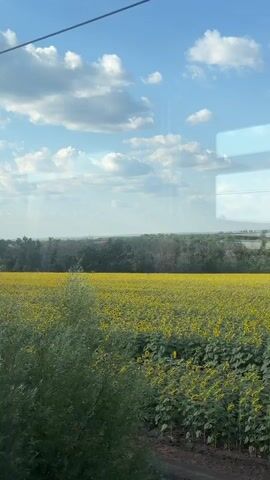 The video shows a wide field of sunflowers with yellow petals and green leaves, stretching towards a treeline in the distance. The sky above is blue with scattered white clouds. The perspective appears to be from a moving vehicle, possibly a train or car, looking out a window. In the foreground, there are green plants that blur as the vehicle moves. The overall scene is one of a rural landscape under a bright, sunny sky.