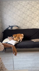 Shiba inu plays with a plush toy on a couch in Novosibirsk