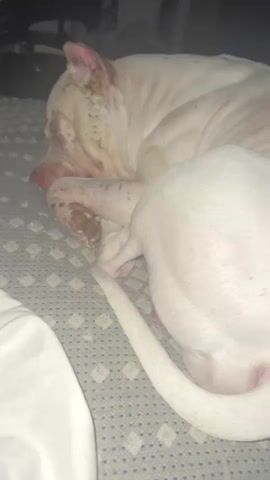 A white, short-haired dog with some brown spots is sleeping curled up on a gray and blue patterned bed cover. The dog’s tail is visible on the right side of the frame. A white piece of fabric is partially visible on the lower left side of the frame. The background is dark and blurry, but a chair is barely visible. The dog makes a snorting sound while sleeping.