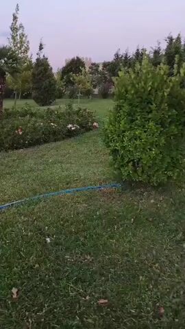 The video shows a garden with green grass, flowering bushes, palm trees, and other trees. A blue hose is visible on the grass, extending across the scene. The sky is a pale pinkish-purple, suggesting it is either dawn or dusk. There are no people visible in the video. The overall impression is of a serene outdoor space.