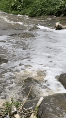Polluted waterway documented with debris, foam coverage near vegetation