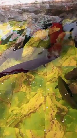 This is a video of fish swimming in a pool. The pool has a green and yellow tiled bottom. The water is clear and reflects the sky. There are several fish in the pool, including a large dark fish in the foreground and some smaller fish in the background. The fish are swimming leisurely. The video is shot from above the pool.